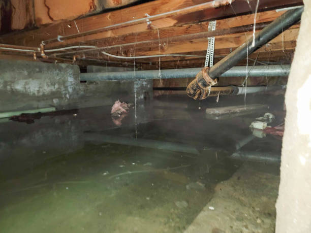 Water damage restoration experts in Whitmore Lake, MI