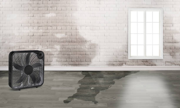 Best Water damage contractors near me  in Whitmore Lake, MI